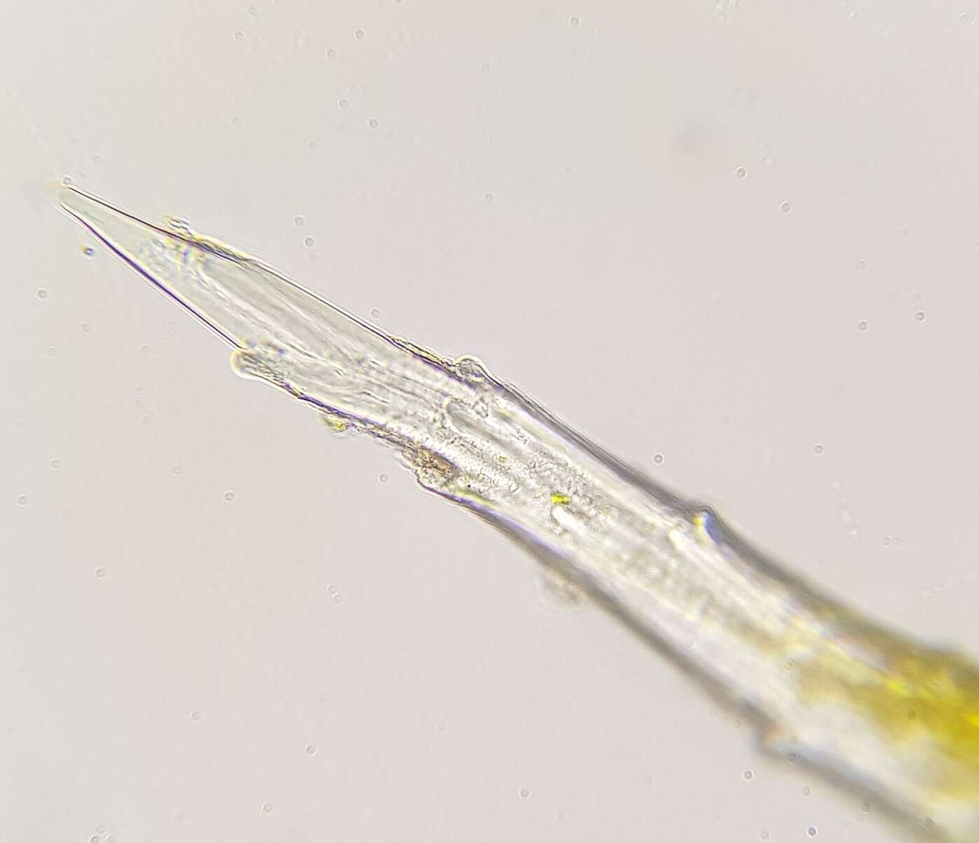 Image of Schistidium crassipilum H. Blom 1996