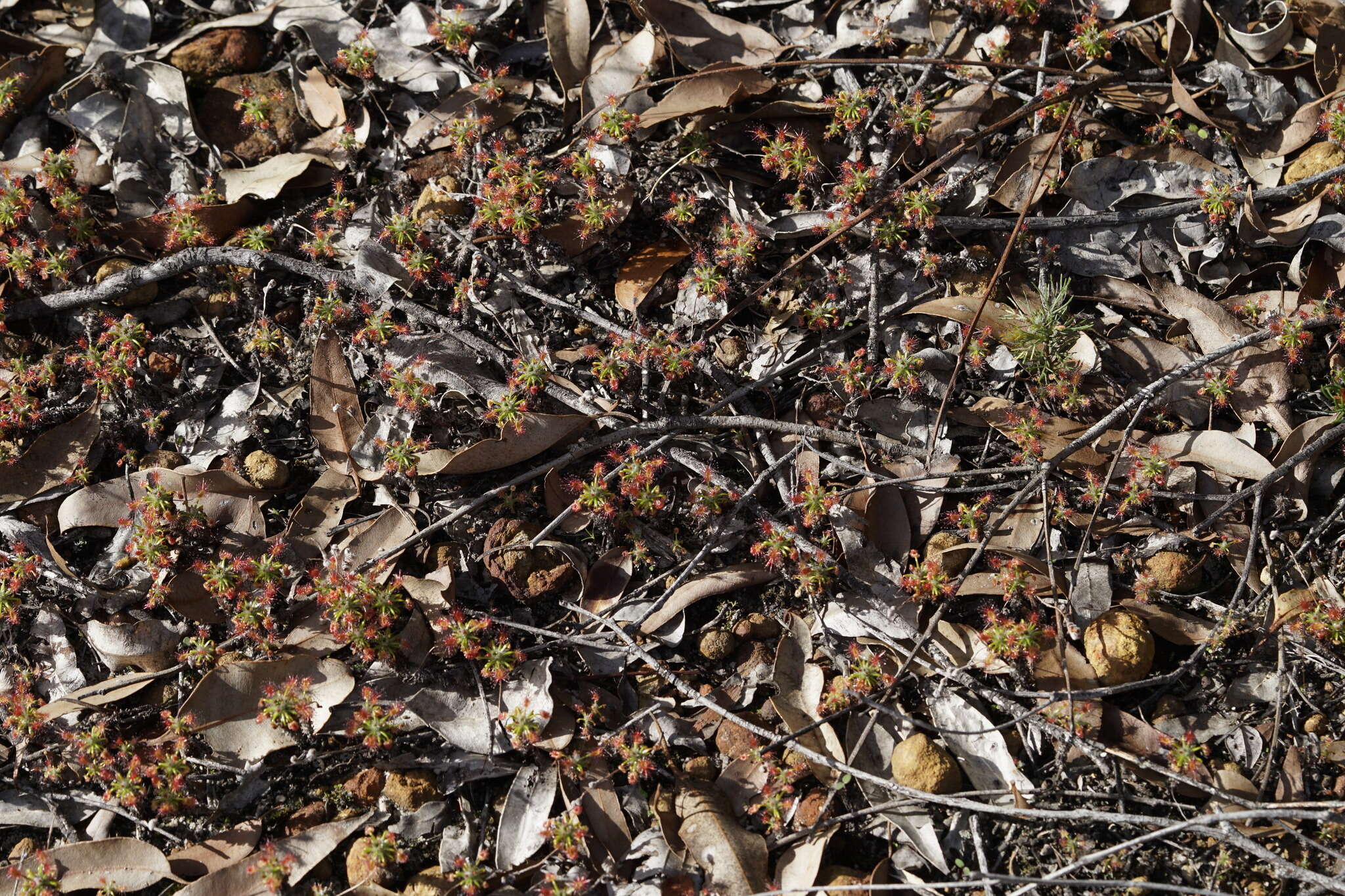 Image de Drosera scorpioides Planch.