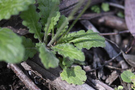 صورة Lagenophora adenosa