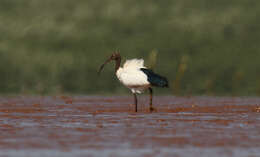 صورة Threskiornis bernieri bernieri (Bonaparte 1855)