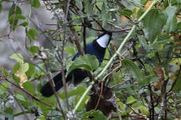 Image of White-throated Jay