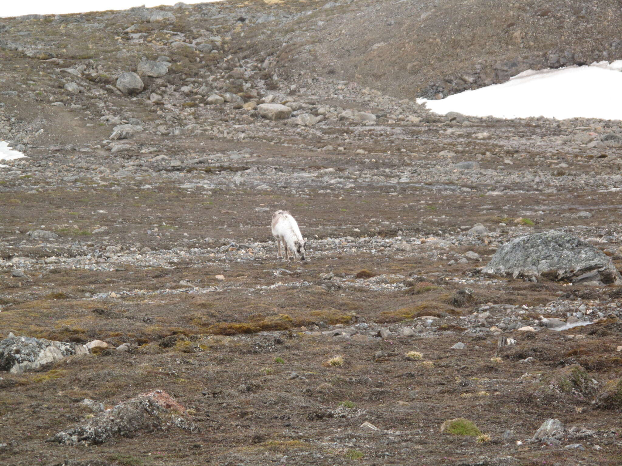 Image of Svalbard reindeer