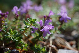 Слика од Thymus serpyllum L.