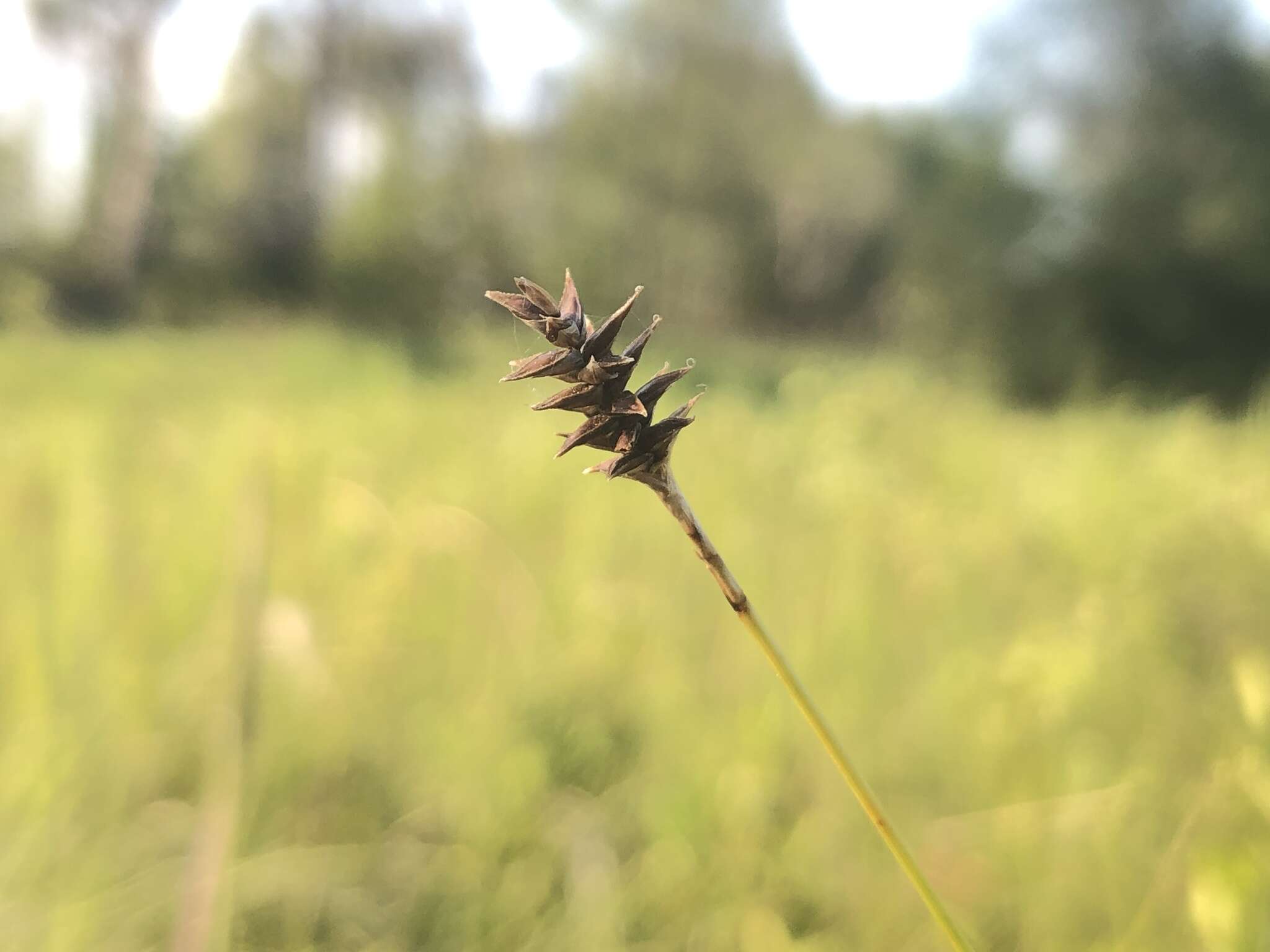 Image of Coastal sedge