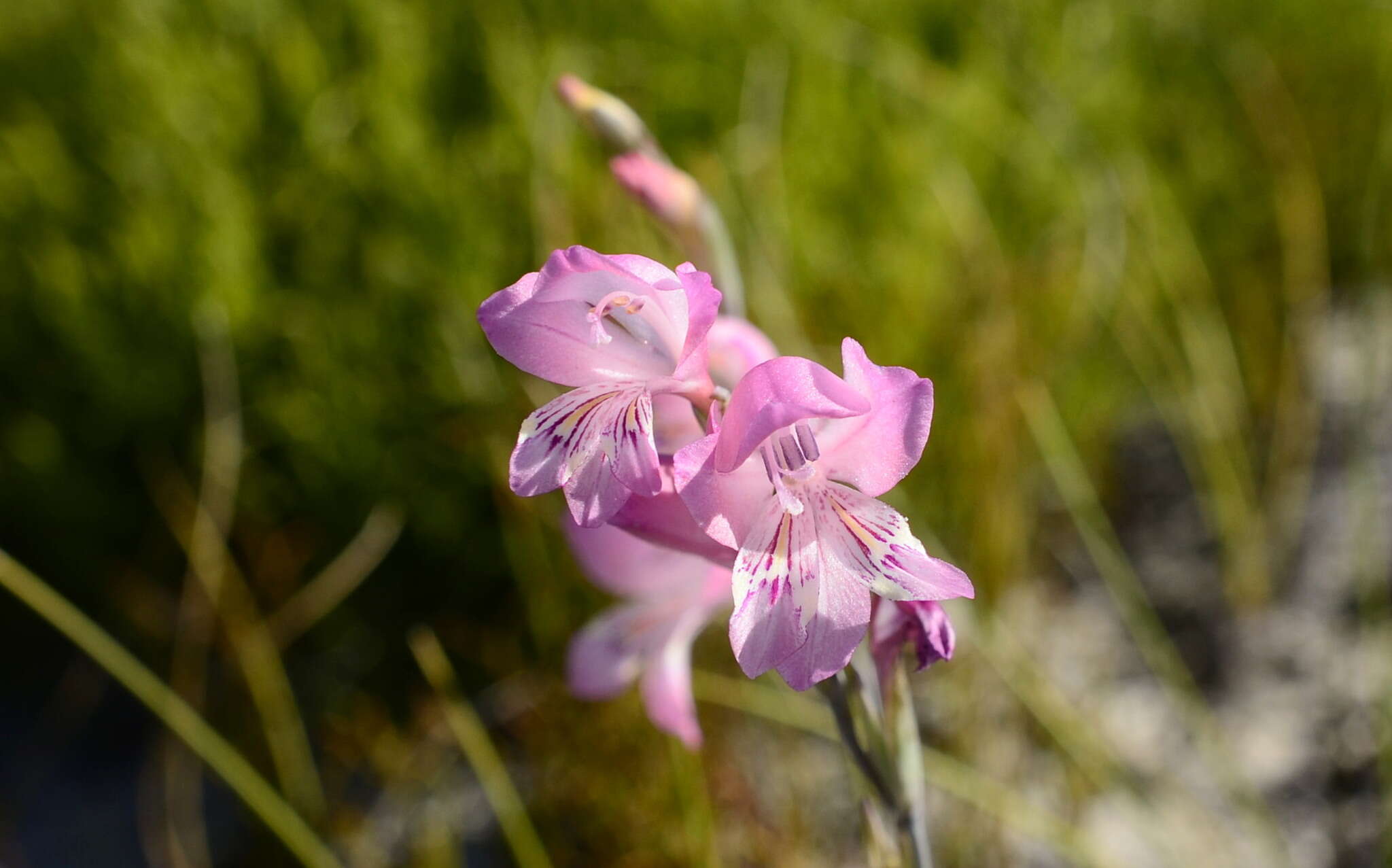 Image of Gladiolus brevifolius Jacq.