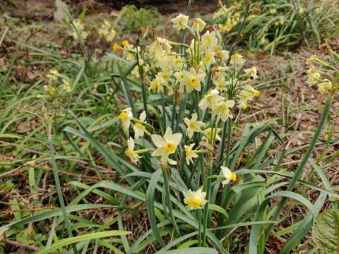 Image of Narcissus tazetta subsp. italicus (Ker Gawl.) Baker