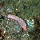 Image of Albatross footless sea cucumber