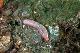 Image of Albatross footless sea cucumber