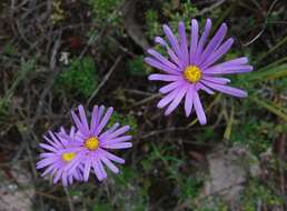 Image de Olearia rudis (Benth.) F. Müll.