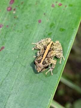 Image of Pristimantis pastazensis (Andersson 1945)