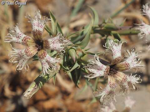 Image of Dianthus libanotis Labill.