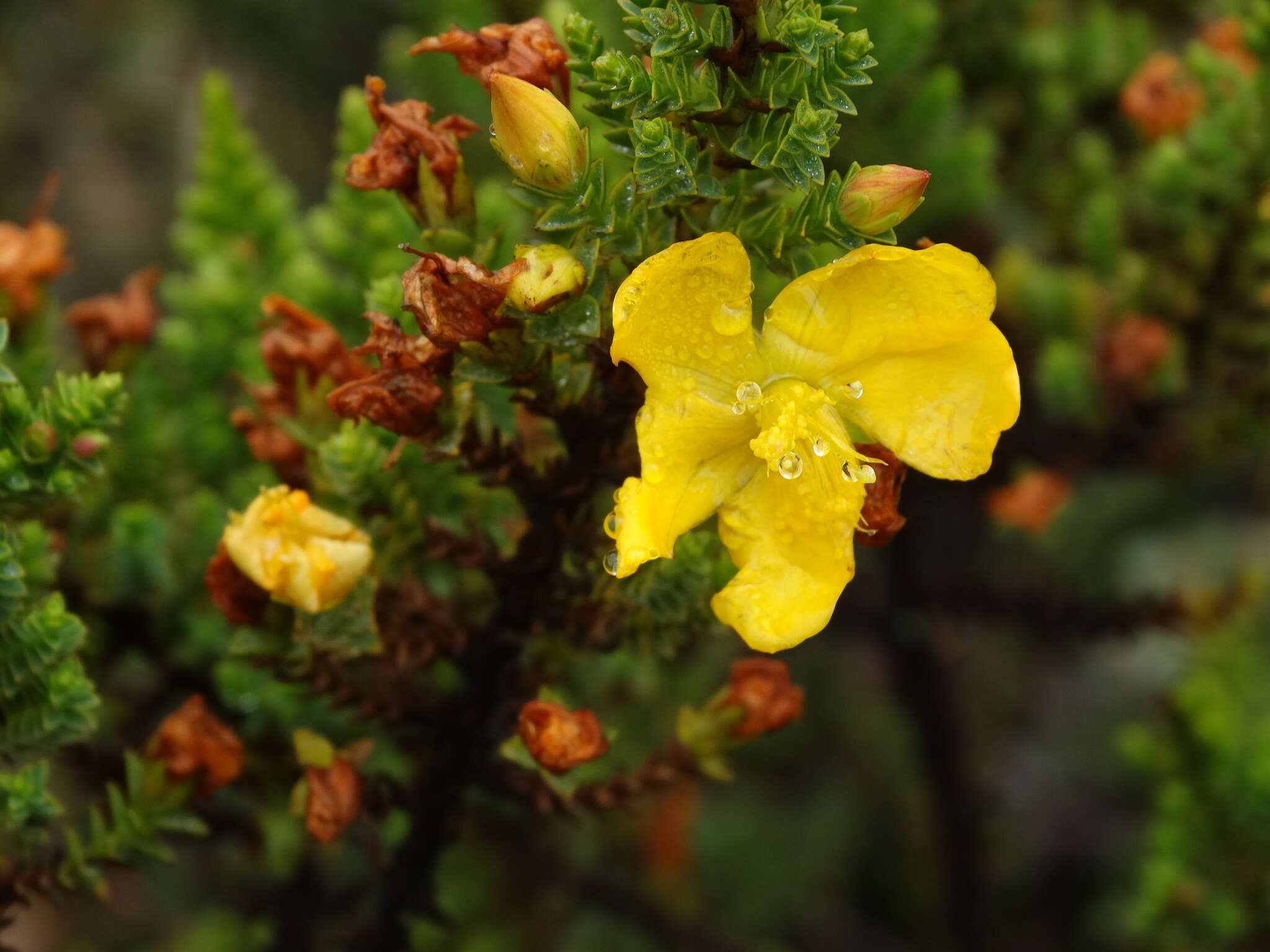 Image of Hypericum goyanesii Cuatrec.