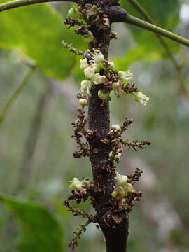 Imagem de Lepidocupania glomeriflora (Radlk.) Buerki, Callm., Munzinger & Lowry