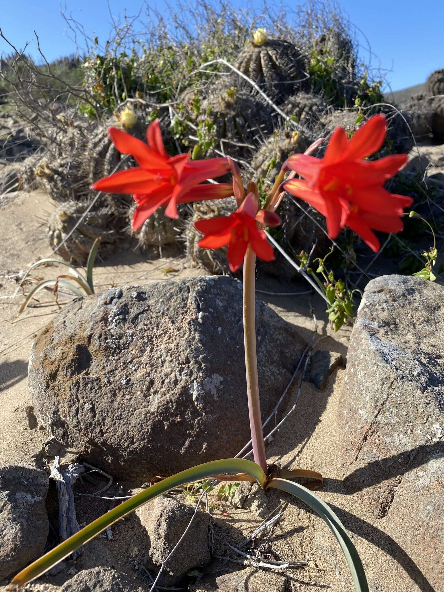 Imagem de Zephyranthes phycelloides