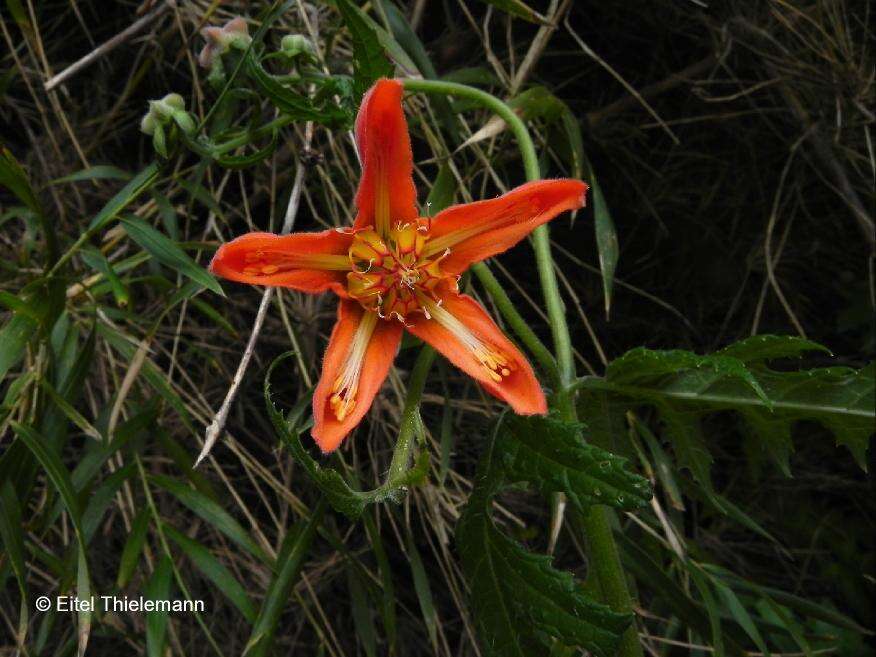 Image of Loasa acanthifolia Lam.