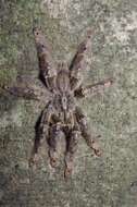 Image of feather leg baboon tarantula