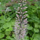 Image of Macropodium pterospermum F. Schmidt