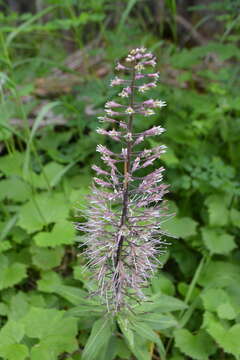 Imagem de Macropodium pterospermum F. Schmidt