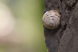 Image of Macularia sylvatica (Draparnaud 1801)