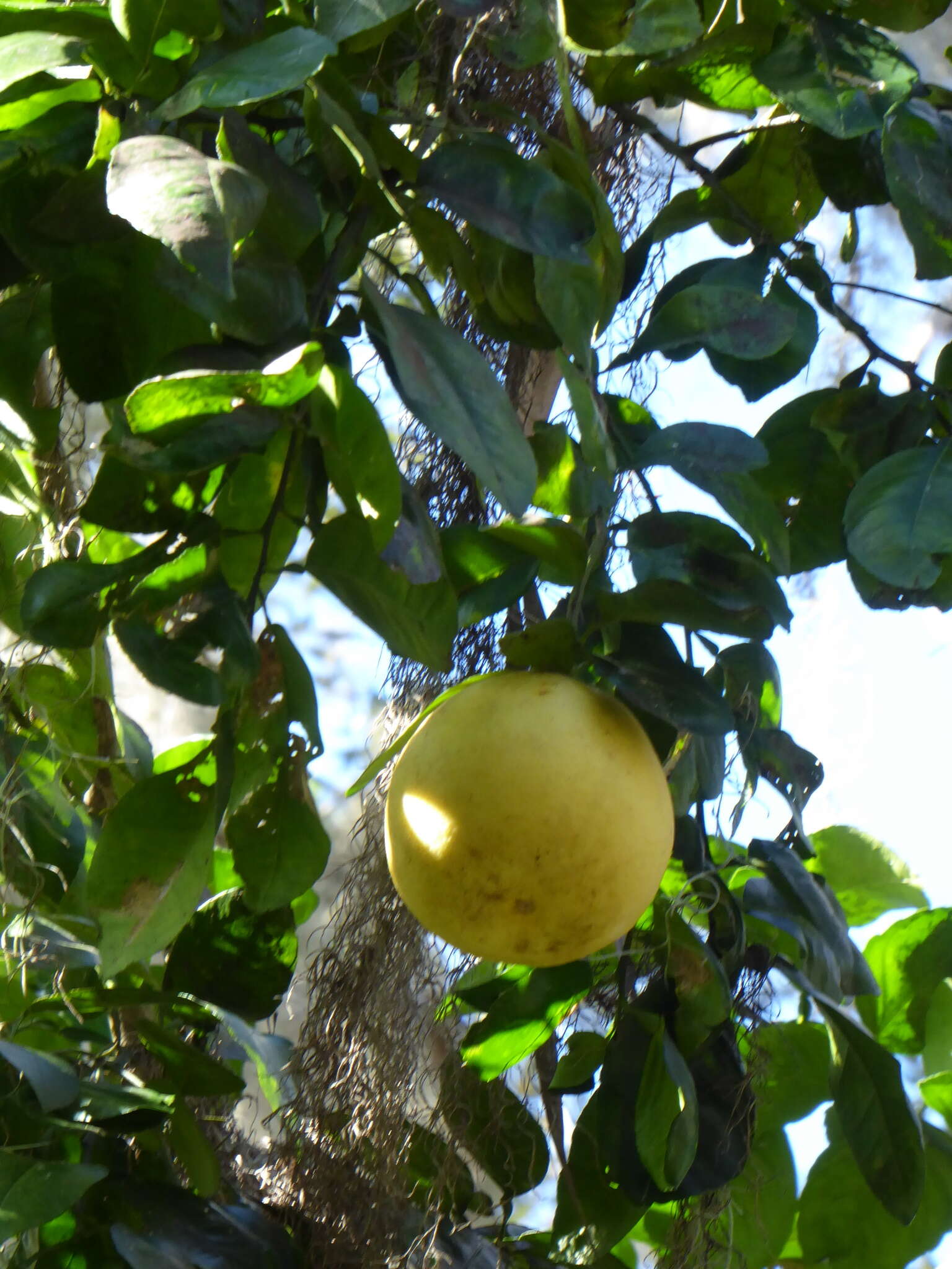 Plancia ëd Citrus aurantium L.