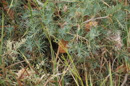 Image de Banksia nutans R. Br.