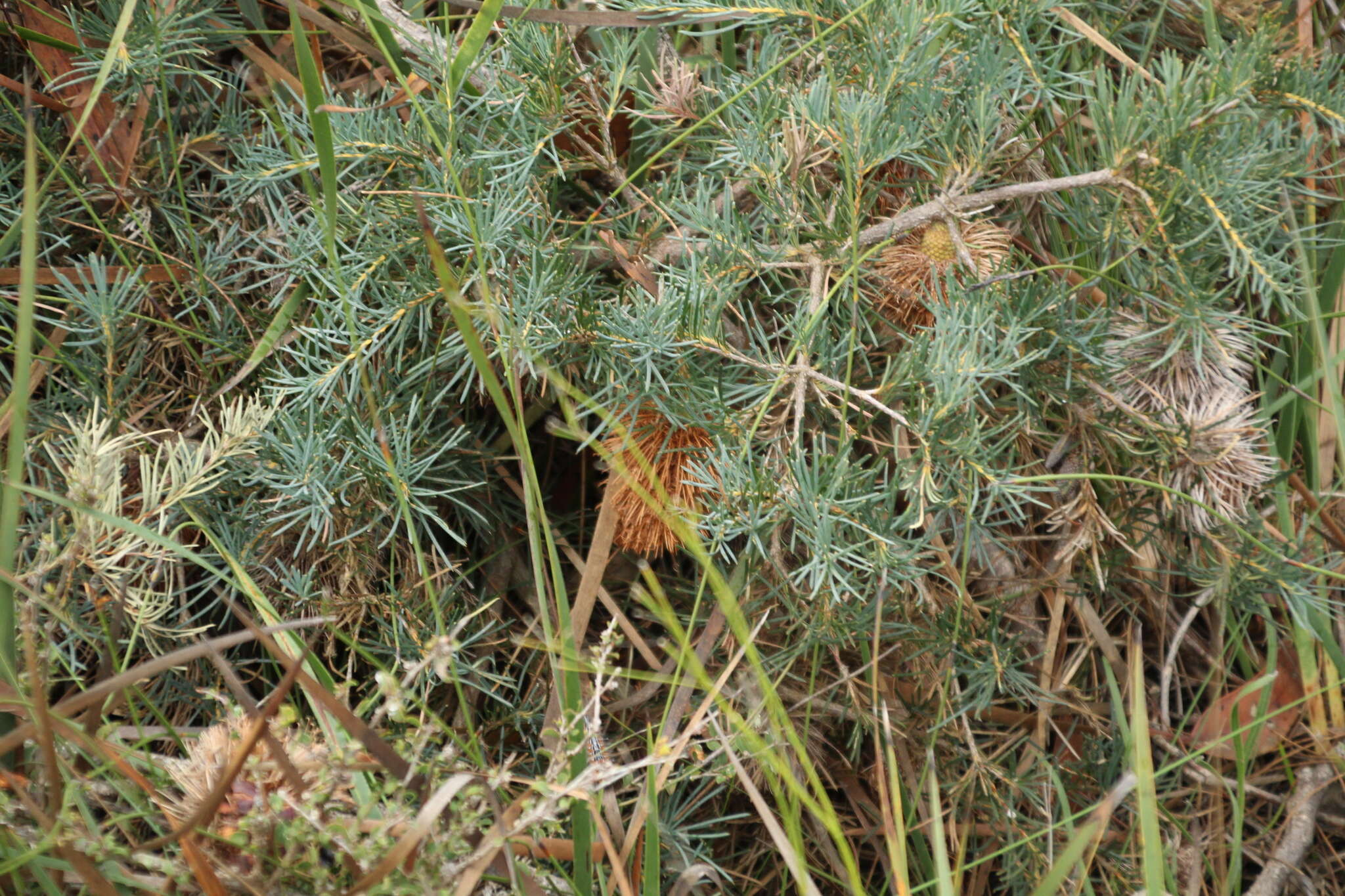 Image de Banksia nutans R. Br.