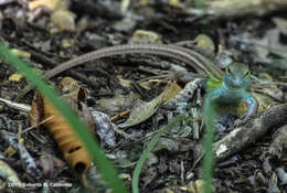 Image of Six-lined Racerunner