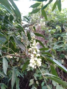 Image of Guioa acuminata Radlk.