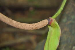 Image of Anthurium brownii Mast.