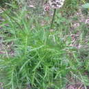 Image of Centaurea scabiosa subsp. alpestris (Hegetschw.) Nym.