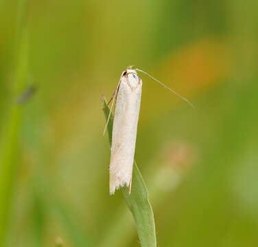 Image of Philobota latifissella Walker 1864