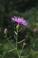 Image of spotted knapweed