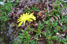 Image of northern dandelion