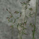 Image of Poa arctica subsp. grayana (Vasey) Á. Löve, D. Löve & B. M. Kapoor