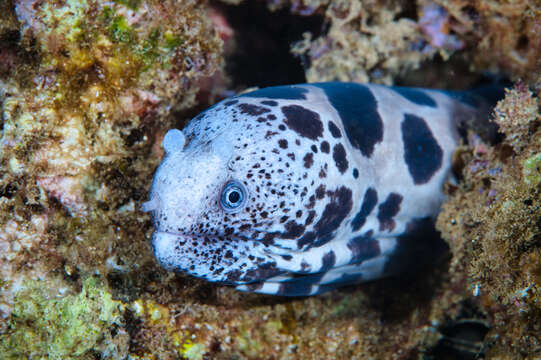 Image of Large-spotted snake moray