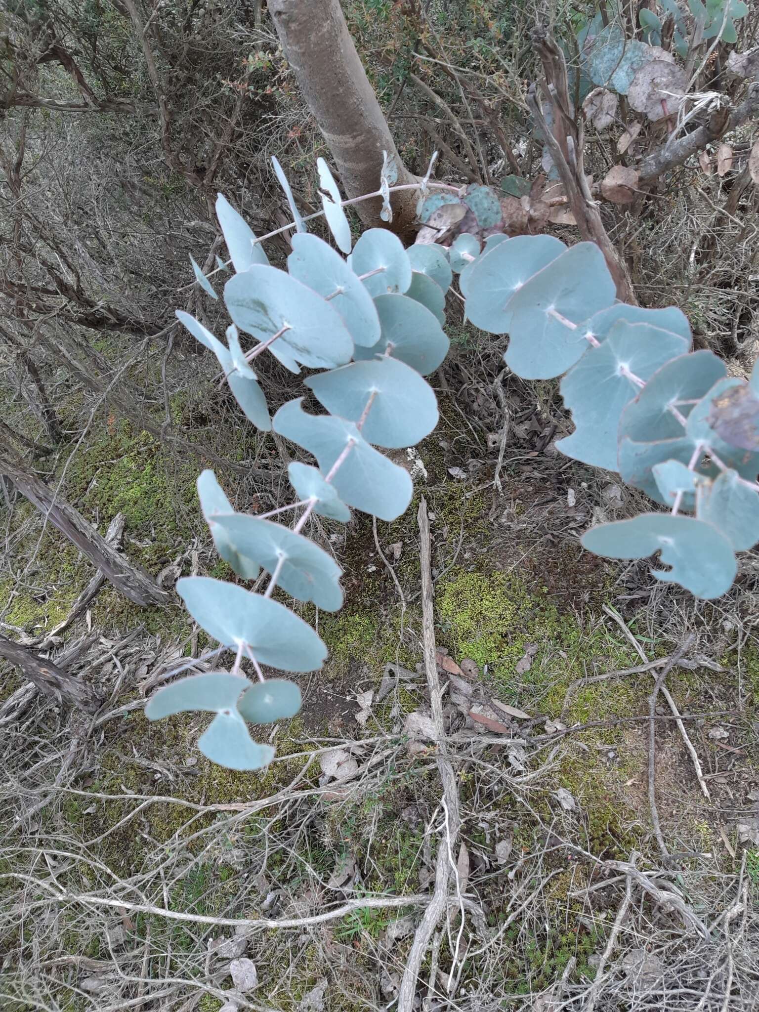 Plancia ëd Eucalyptus perriniana Herb. Perrin ex Maiden