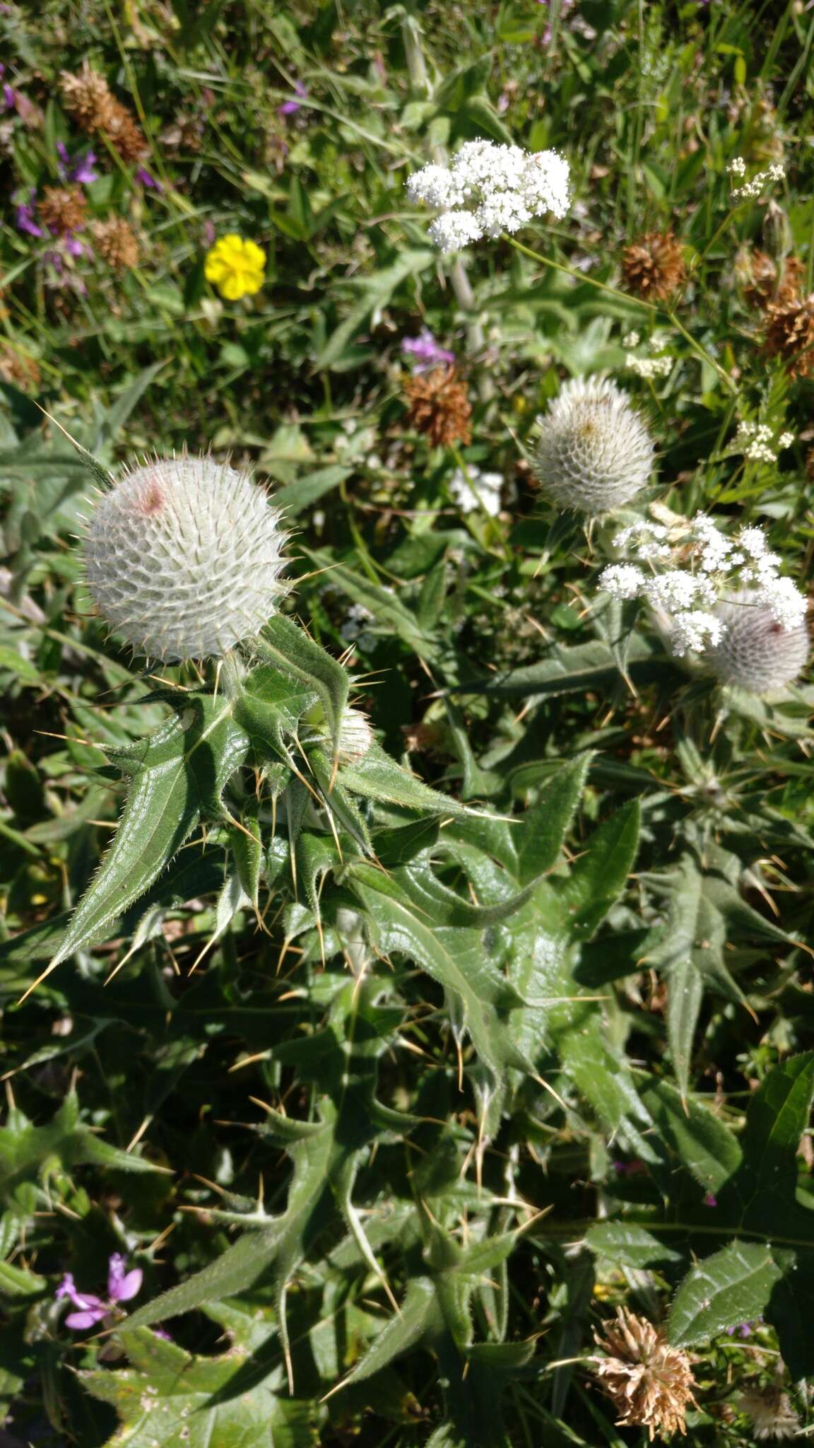 Image of Cirsium laniflorum (M. Bieb.) Fischer