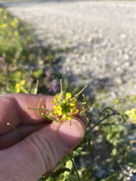 Image of bushy wallflower