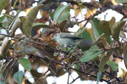 Image of Plain Flowerpecker