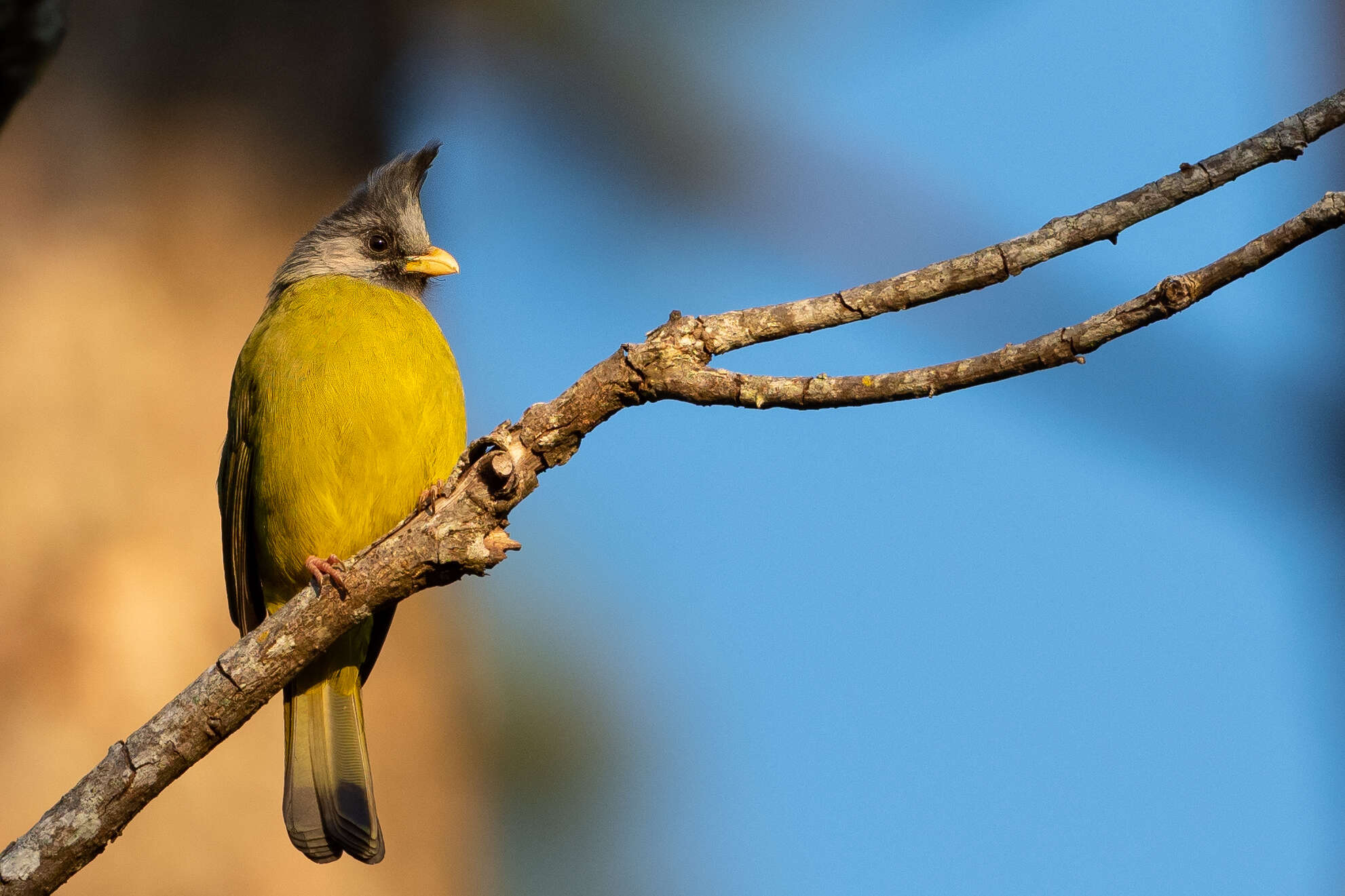 Image of Crested Finchbill