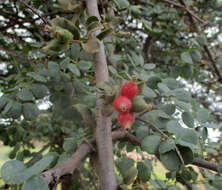 Imagem de Erianthemum ngamicum (Sprague) Danser