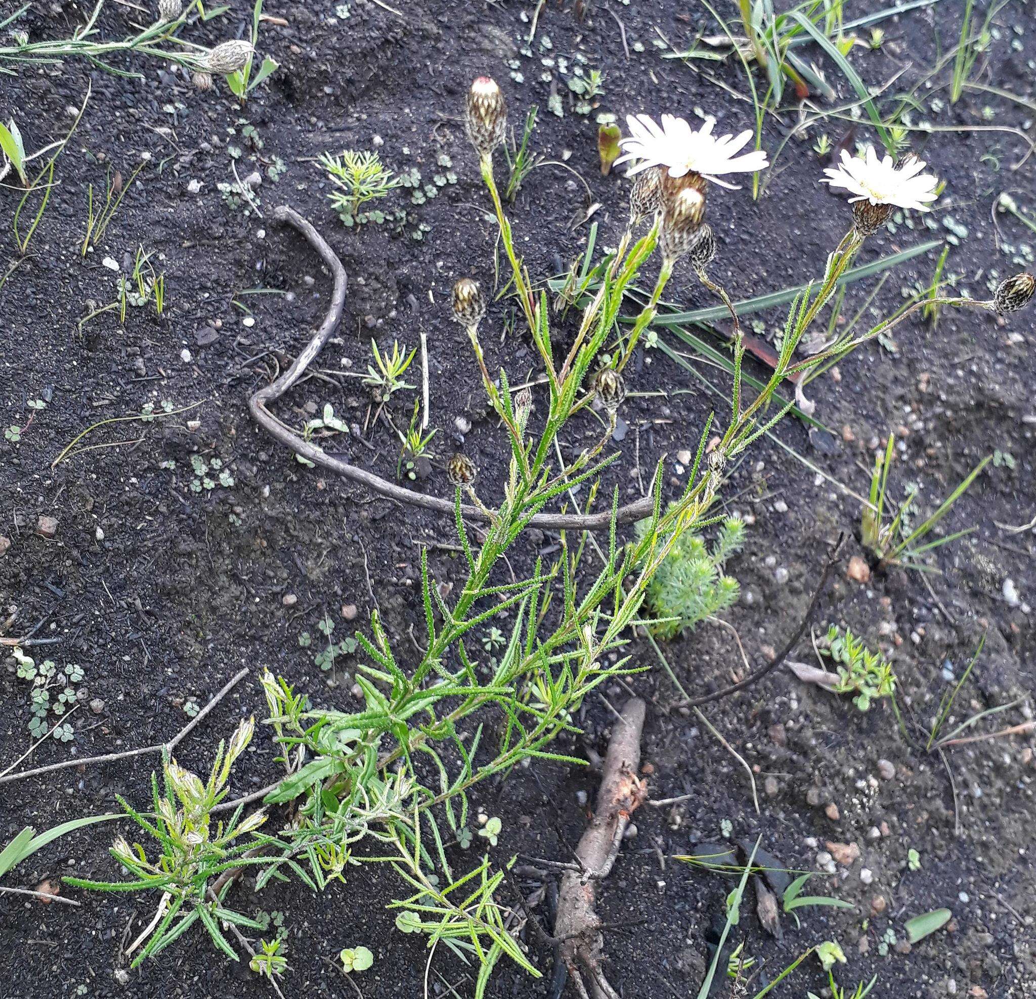 Image of Athrixia heterophylla subsp. heterophylla