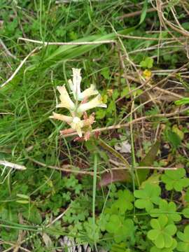 Image de Lachenalia orchioides subsp. orchioides