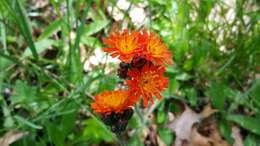 Imagem de Pilosella aurantiaca (L.) Sch. Bip., F. W. Schultz & Sch. Bip.