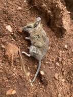 Image of Fat-tailed Dunnart