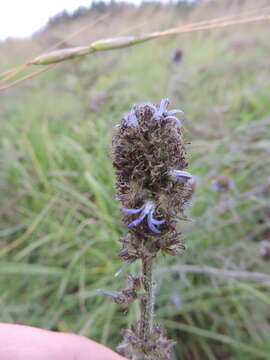 Imagem de Wahlenbergia capitata (Baker) Thulin