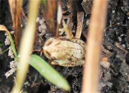 Image of Pickersgill's Banana Frog