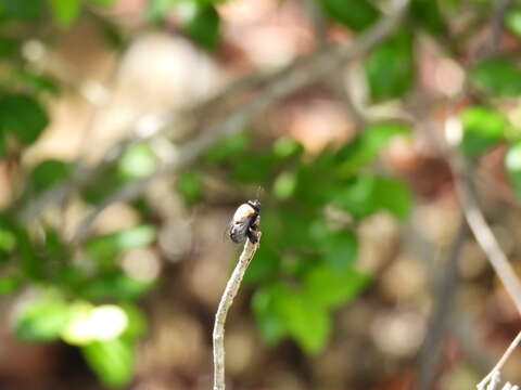 Image de Centris caymanensis Vivallo 2014