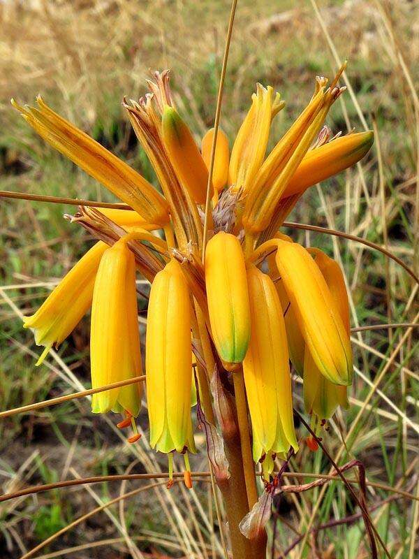 Image of Aloe chortolirioides var. chortolirioides