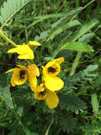 Image of partridge pea